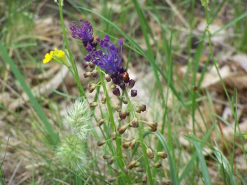 fiore azzurro sull''Etna - Muscari comosum